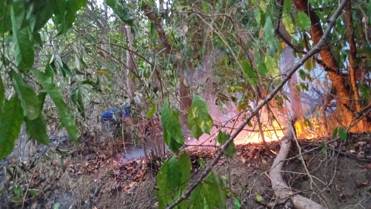 Kebakaran Hutan di Wilayah Purwoharjo 